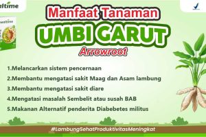 Manfaat Umbi Garut Untuk Kesehatan