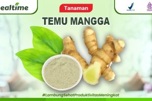Tanaman Temu Mangga Kandungan dan Manfaatnya